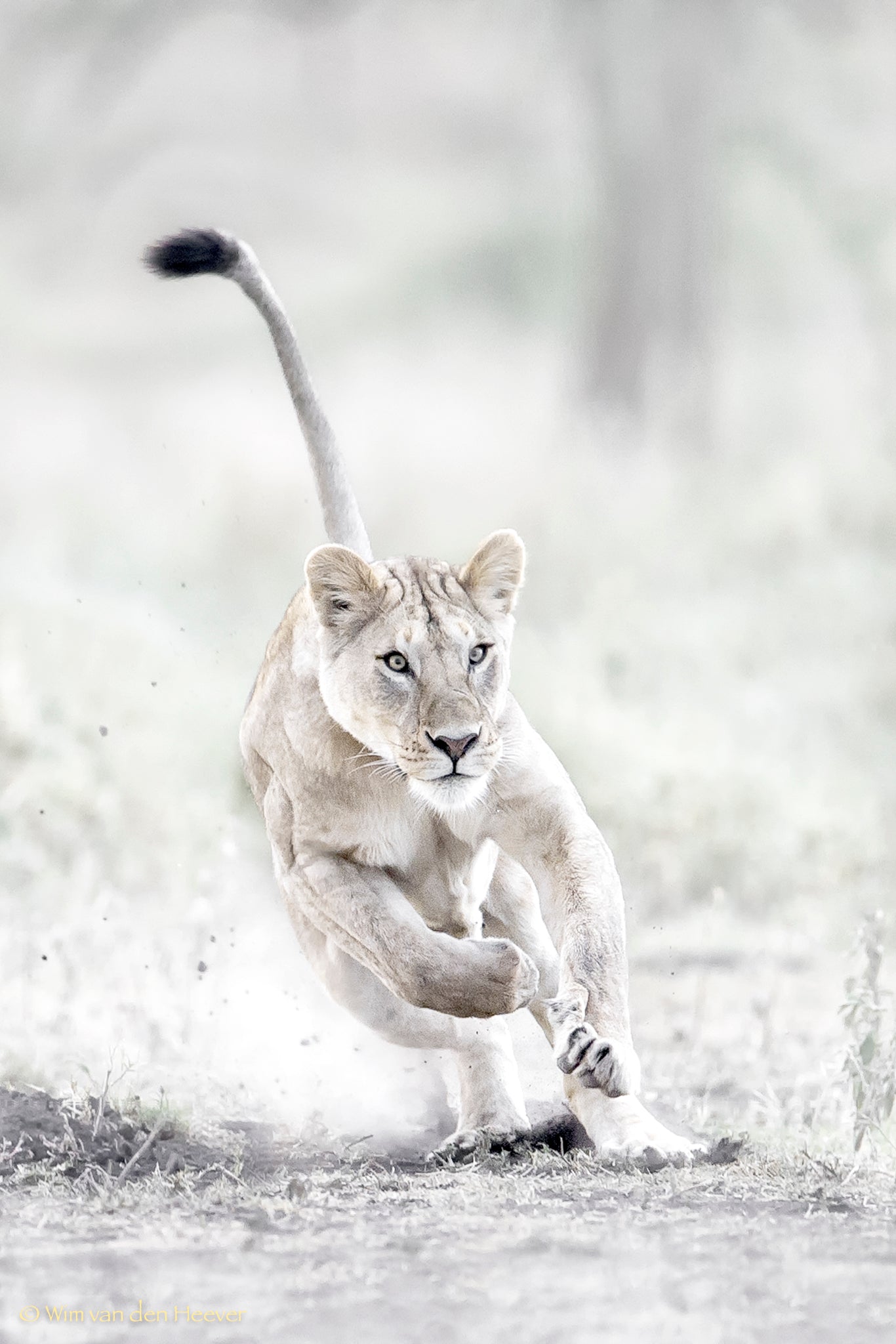Lion fine art print by Wim van den Heever