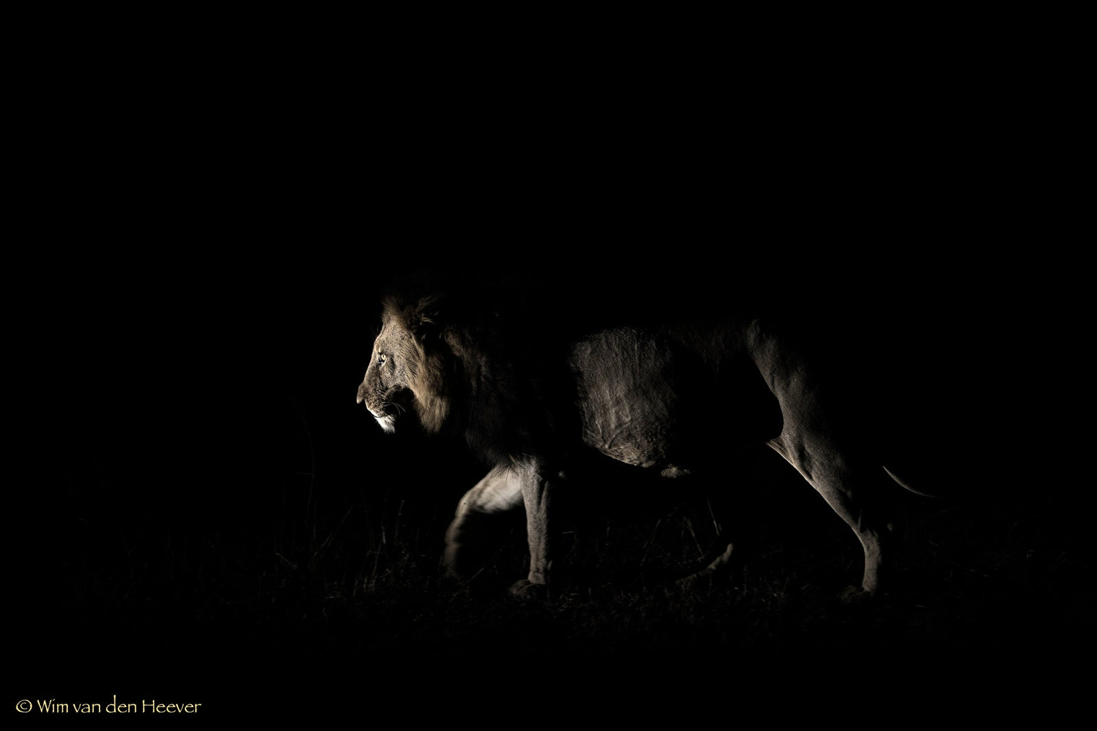 Lion fine art print by Wim van den Heever