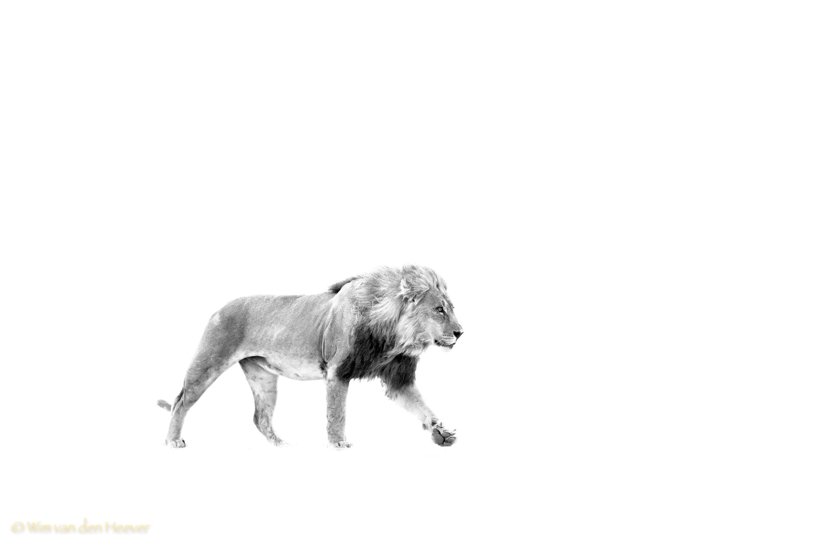 Lion fine art print by Wim van den Heever