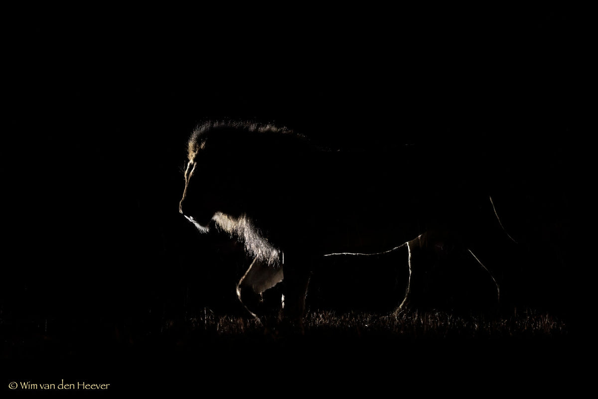 Lion fine art print by Wim van den Heever