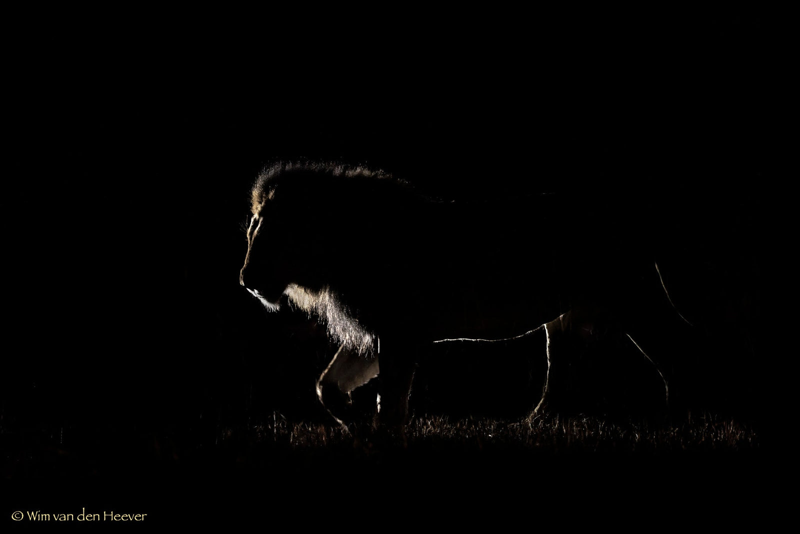 Lion fine art print by Wim van den Heever