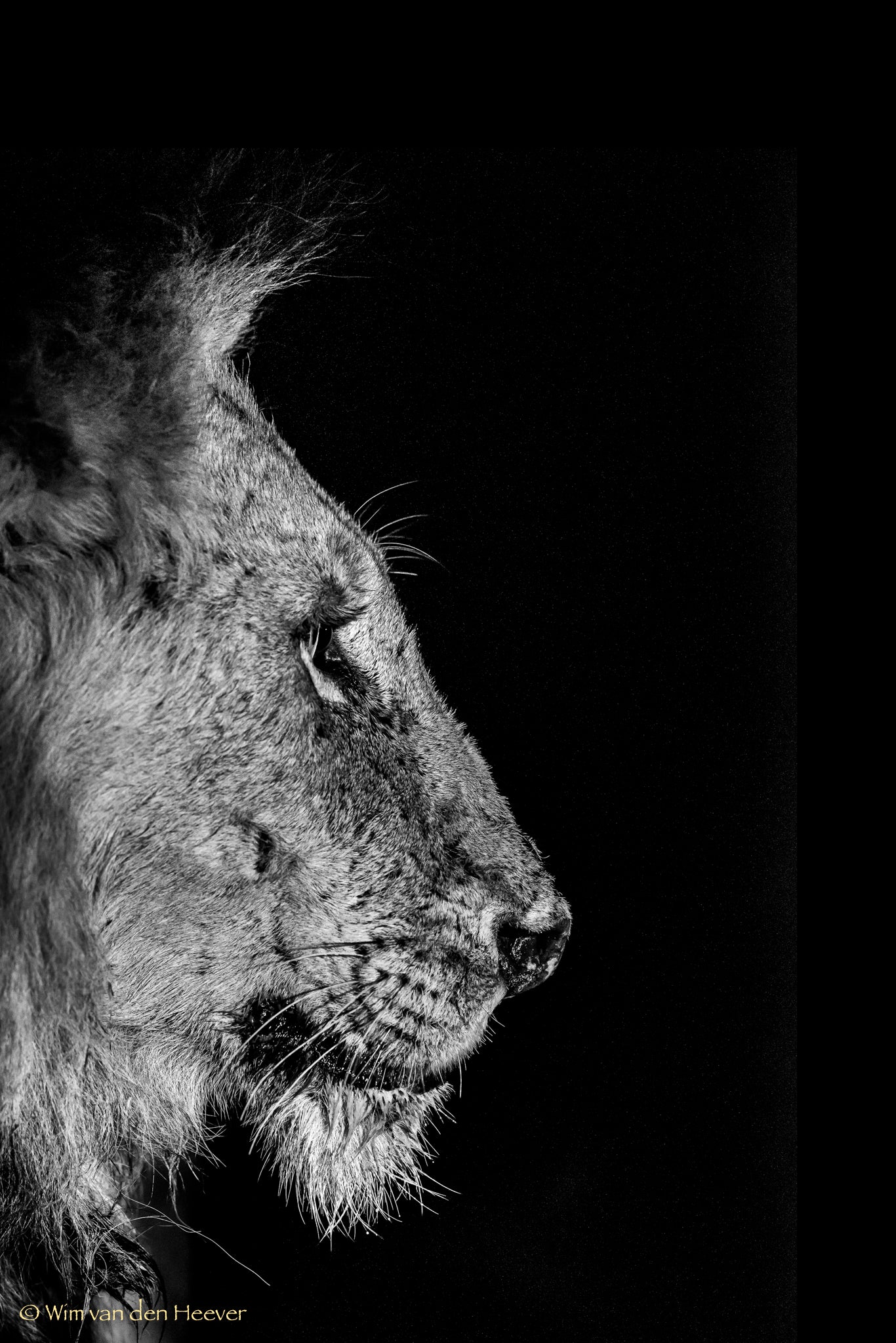 Lion fine art print by Wim van den Heever