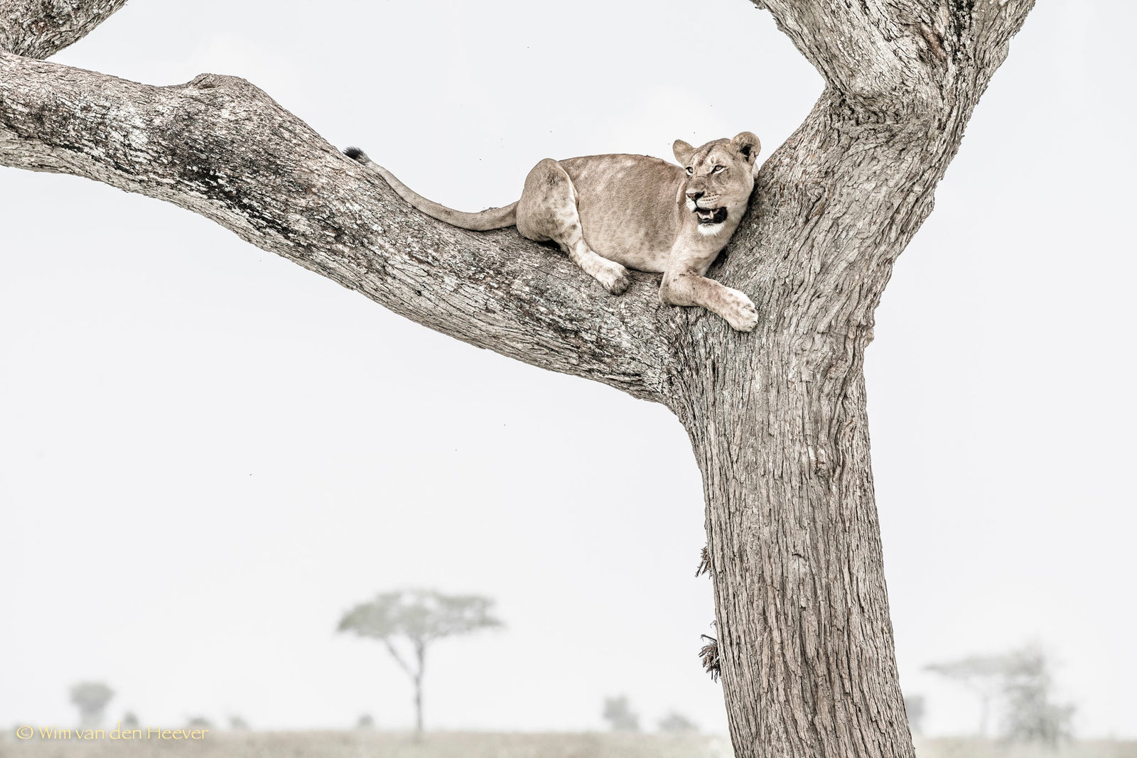 Lion fine art print by Wim van den Heever