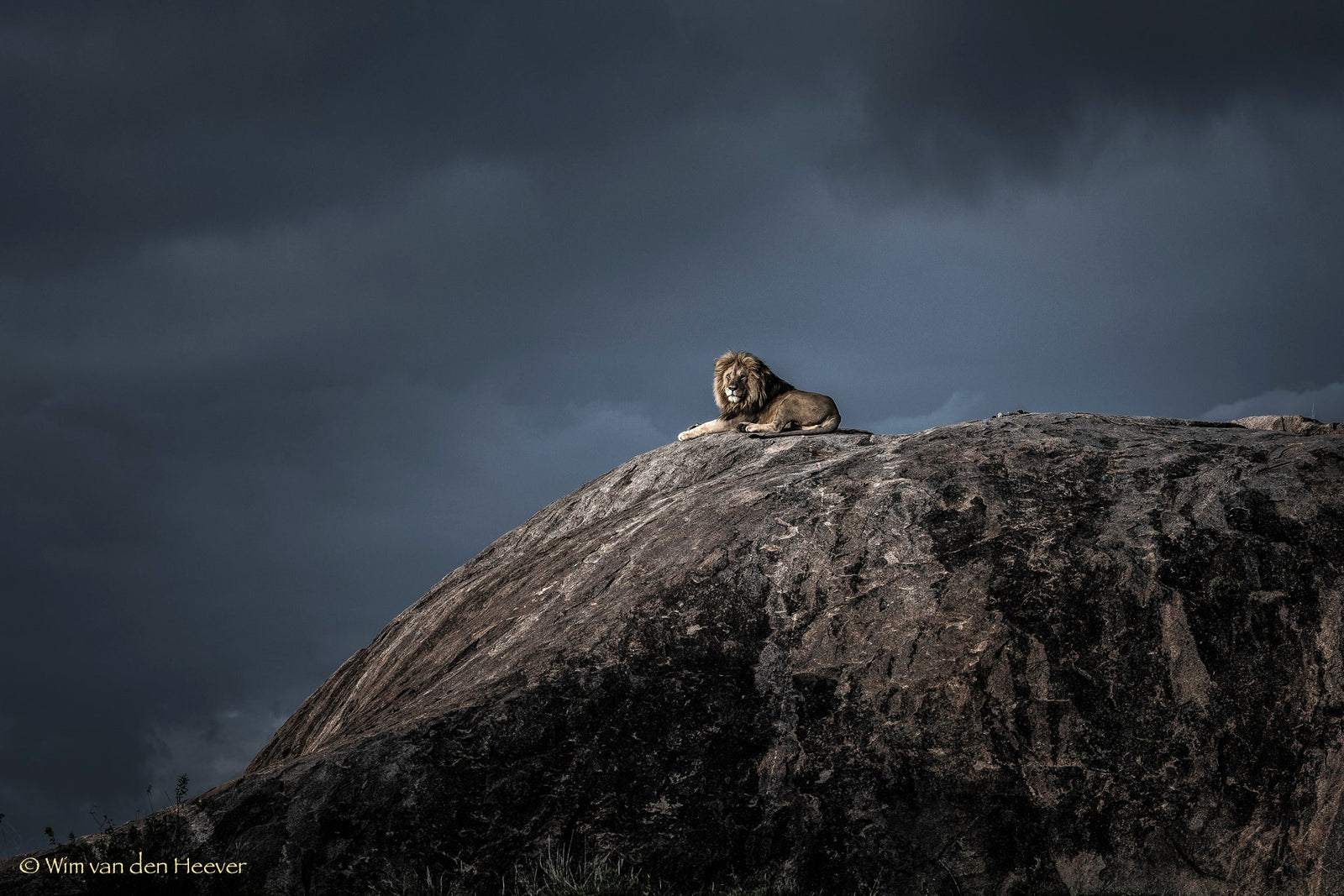 Lion fine art print by Wim van den Heever