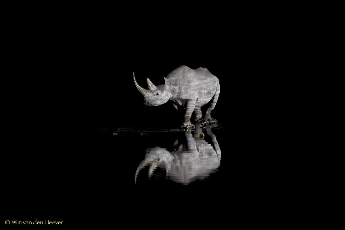 Rhino fine art print by Wim van den Heever