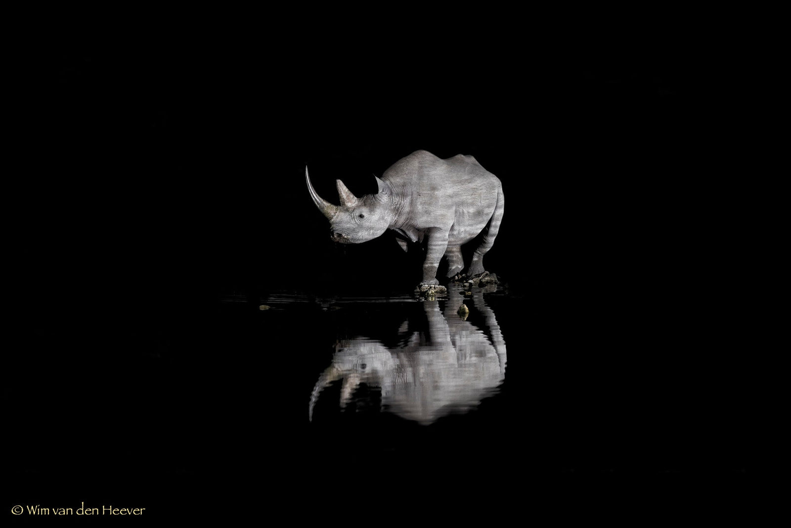 Rhino fine art print by Wim van den Heever