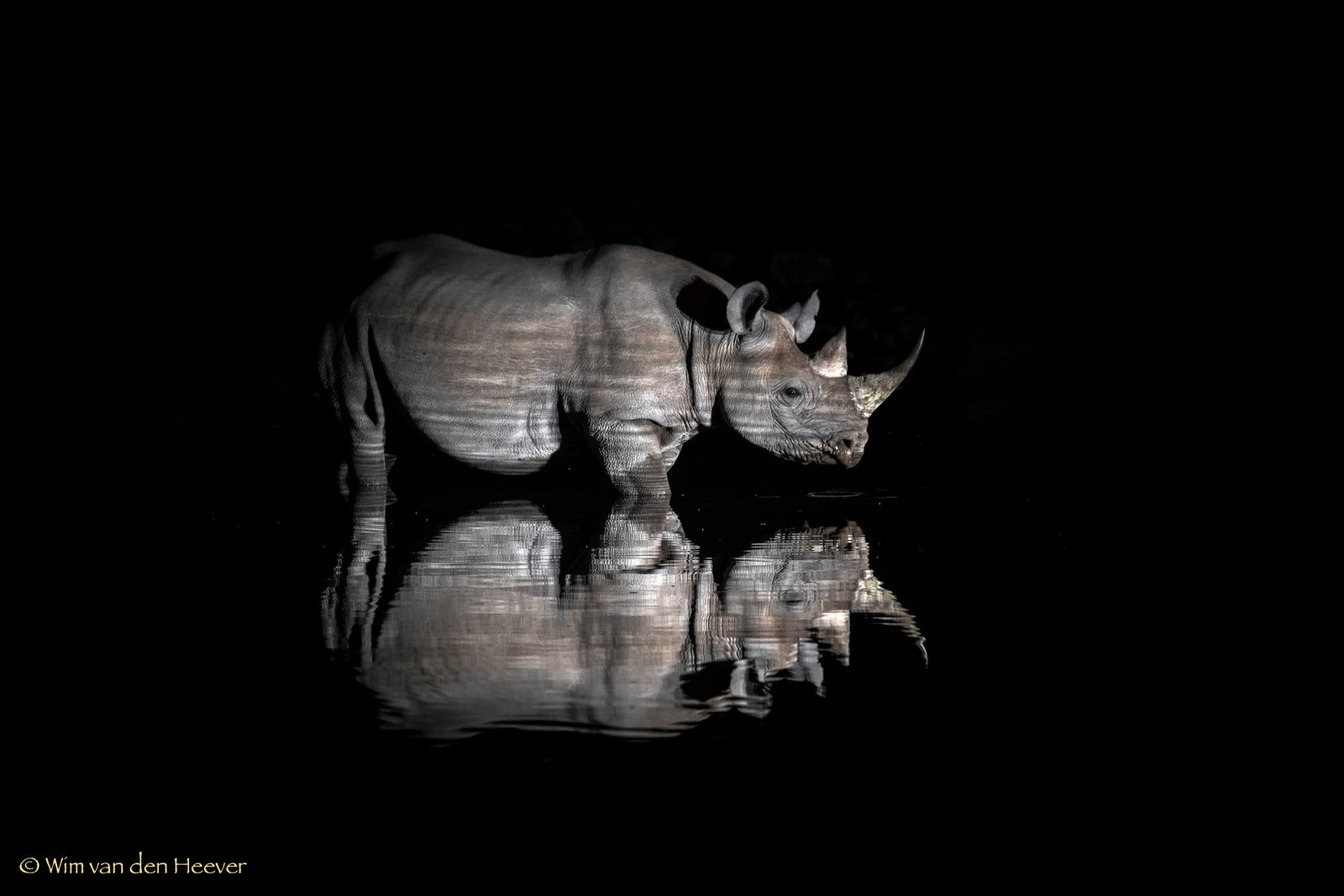Rhino fine art print by Wim van den Heever