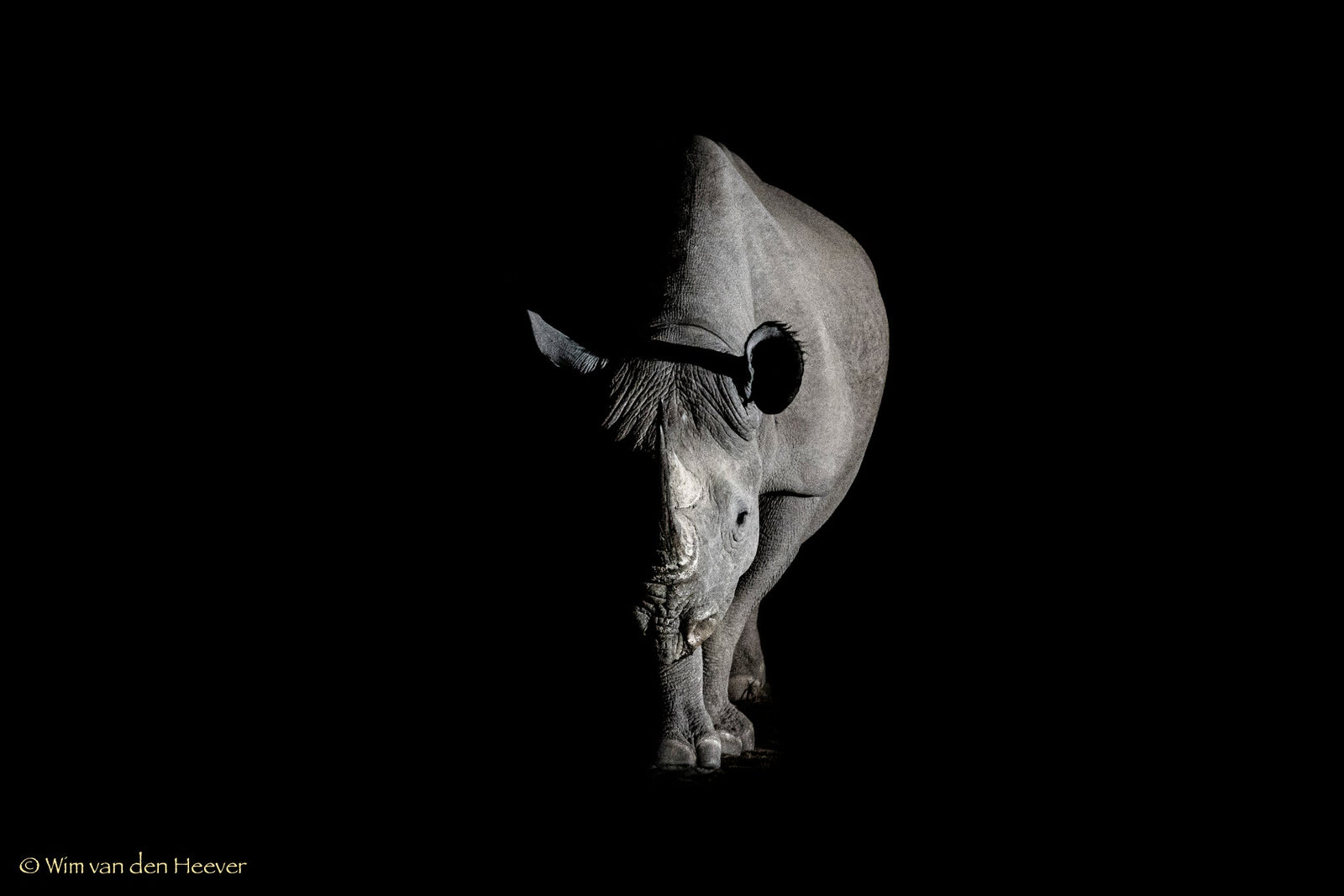 Rhino fine art print by Wim van den Heever