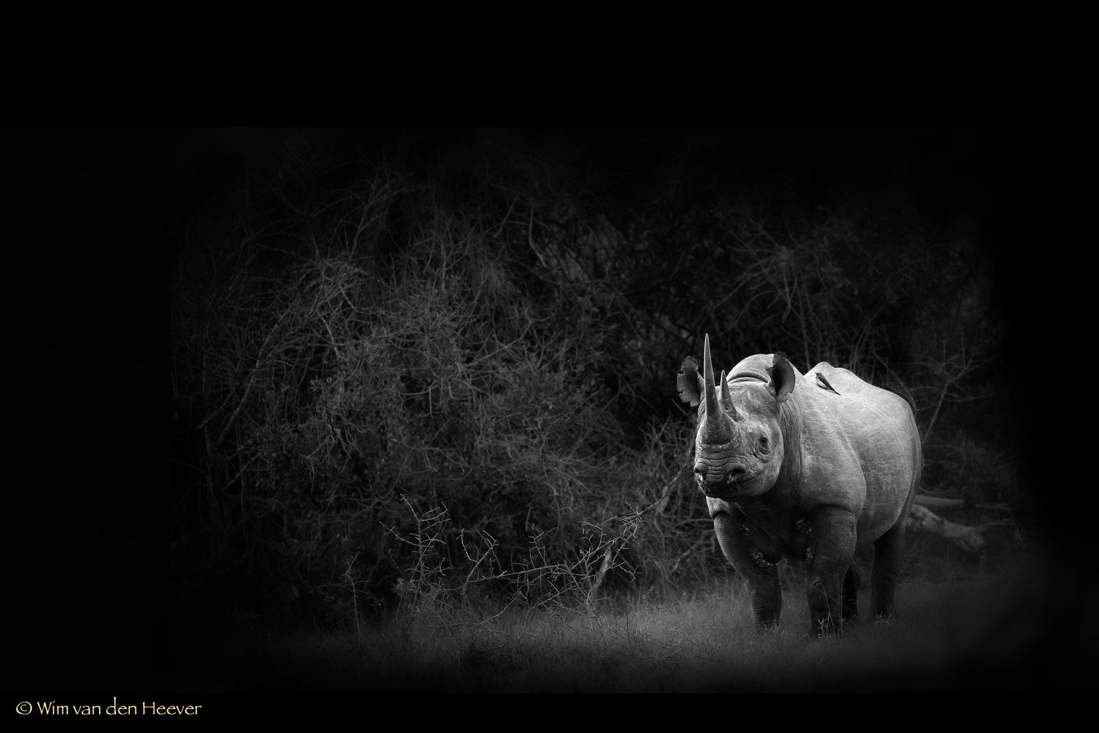 Rhino fine art print by Wim van den Heever