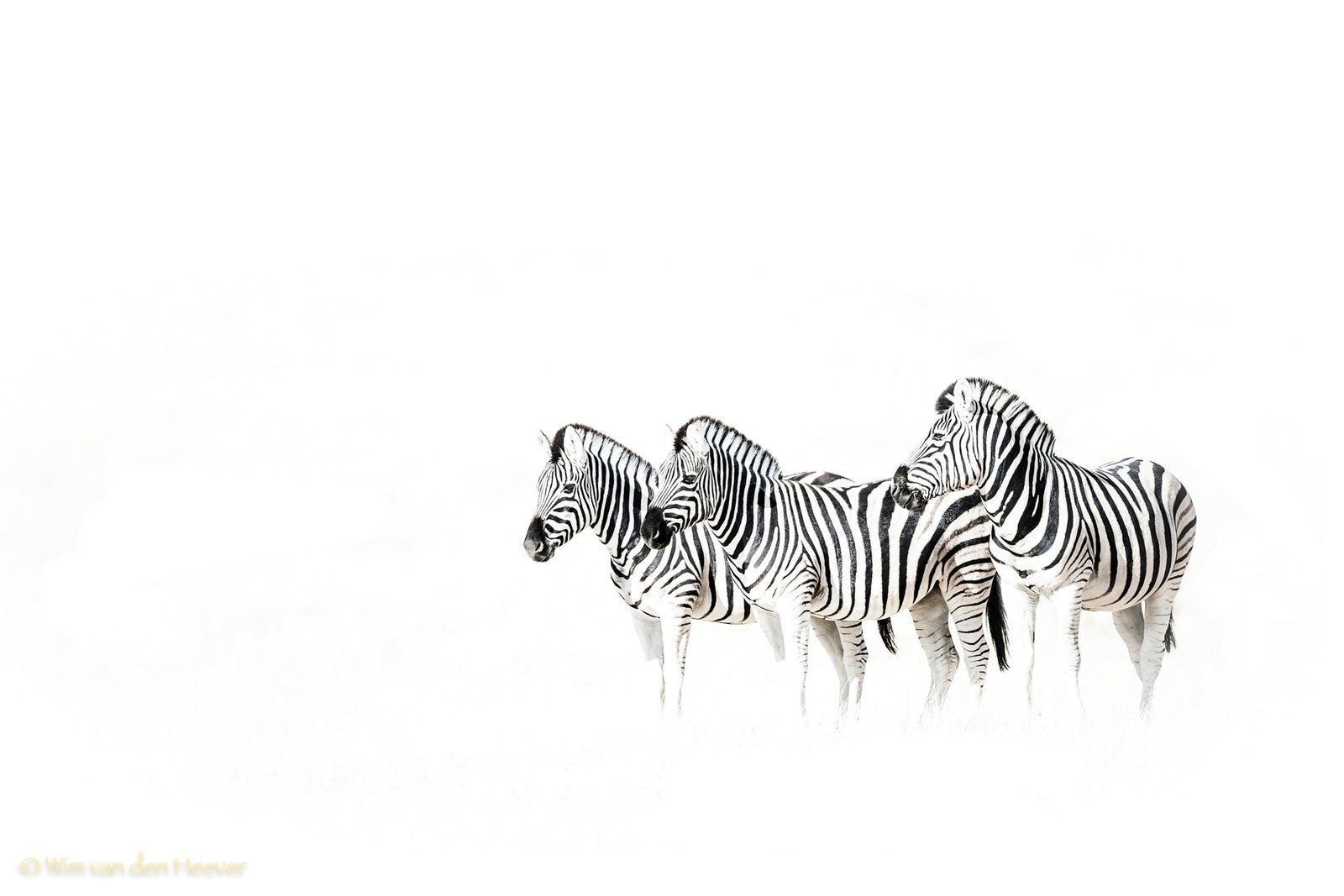 Zebra fine art print by Wim van den Heever