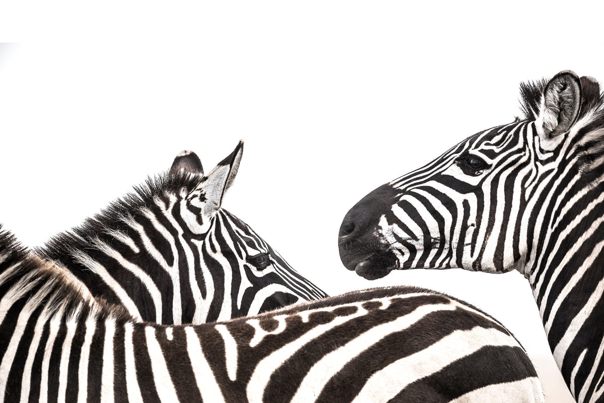 Zebra fine art print by Wim van den Heever