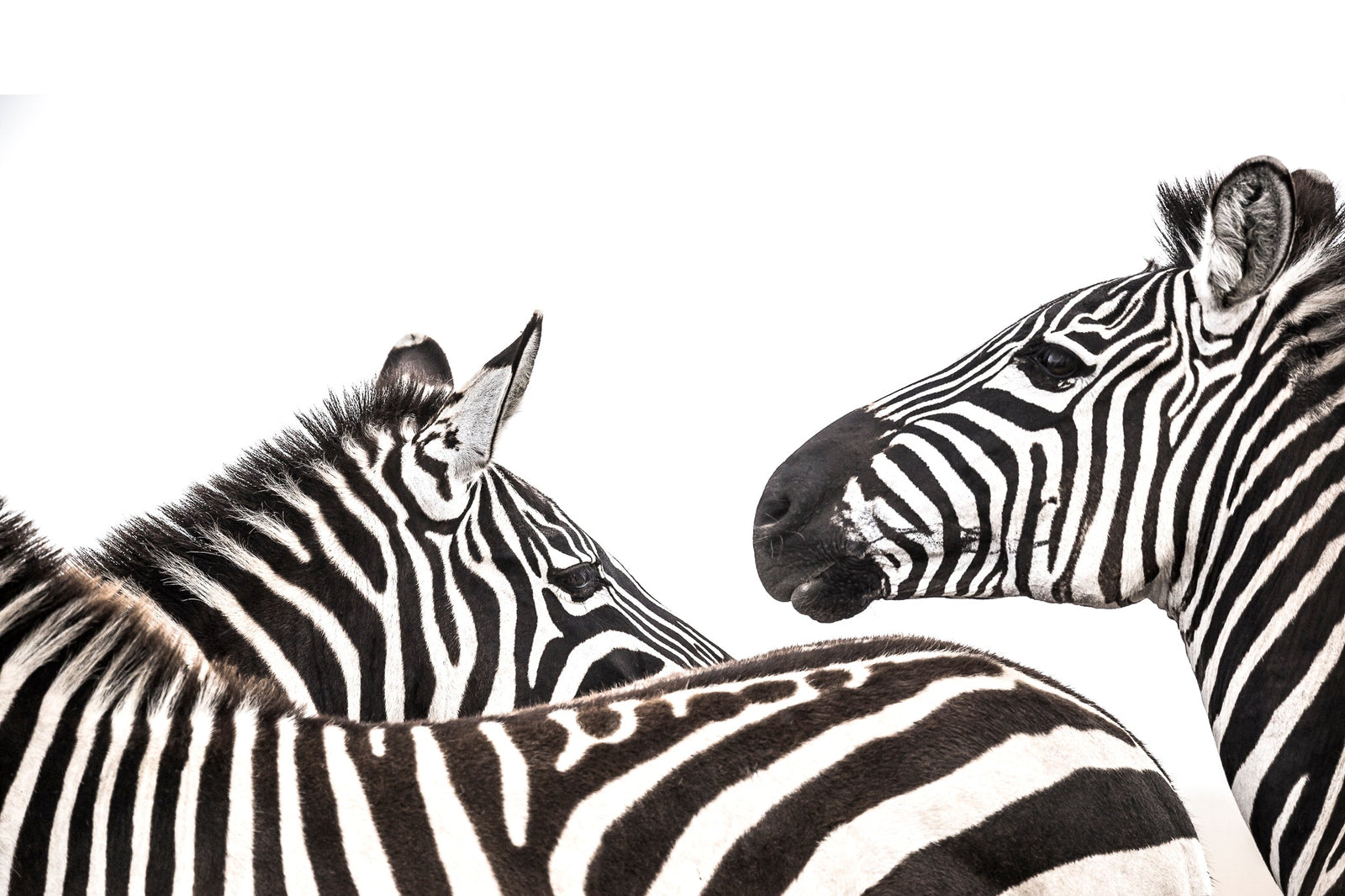 Zebra fine art print by Wim van den Heever