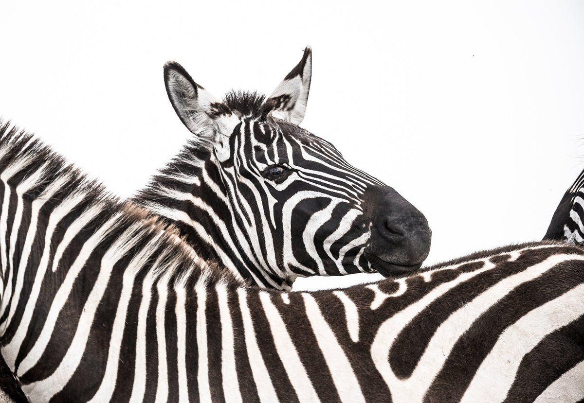 Zebra fine art print by Wim van den Heever