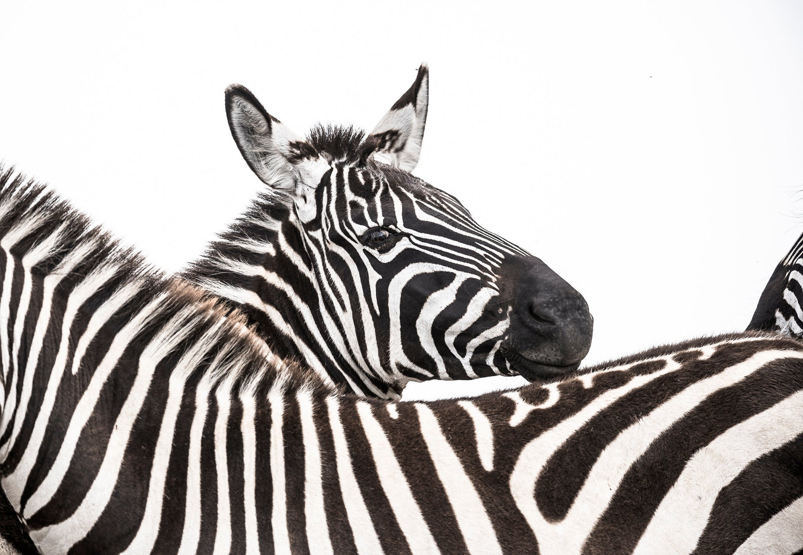 Zebra fine art print by Wim van den Heever