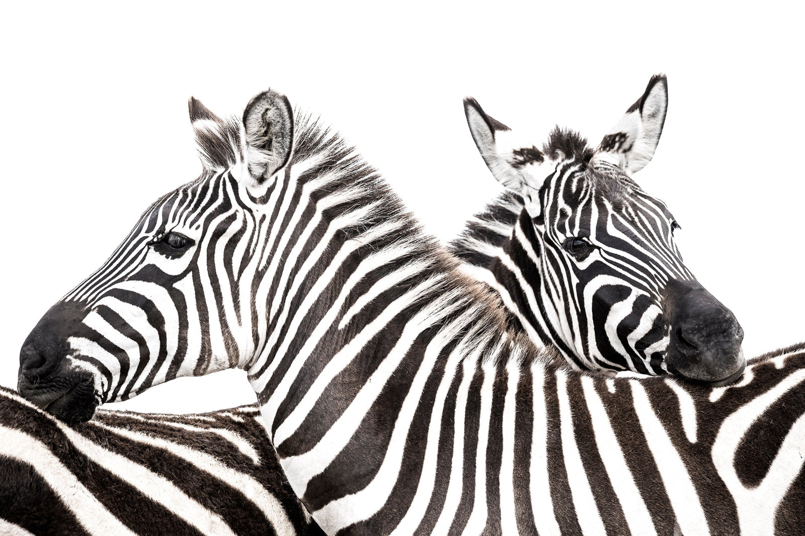 Zebra fine art print by Wim van den Heever