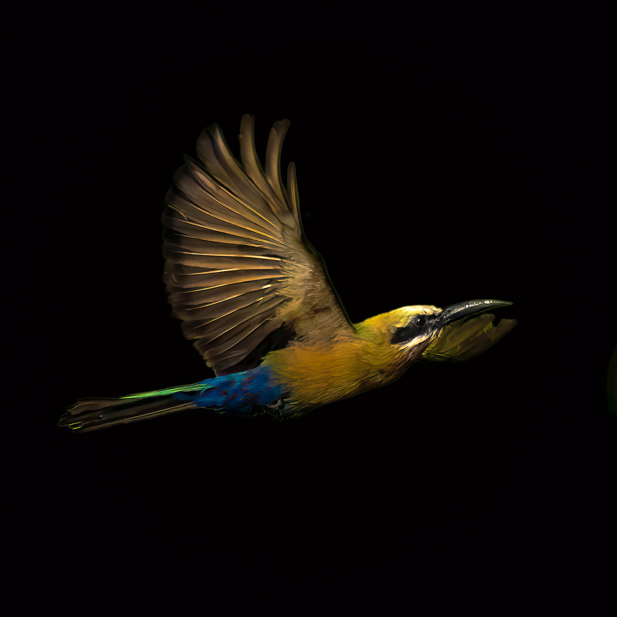 Bee-eater in Flight — No. 1479