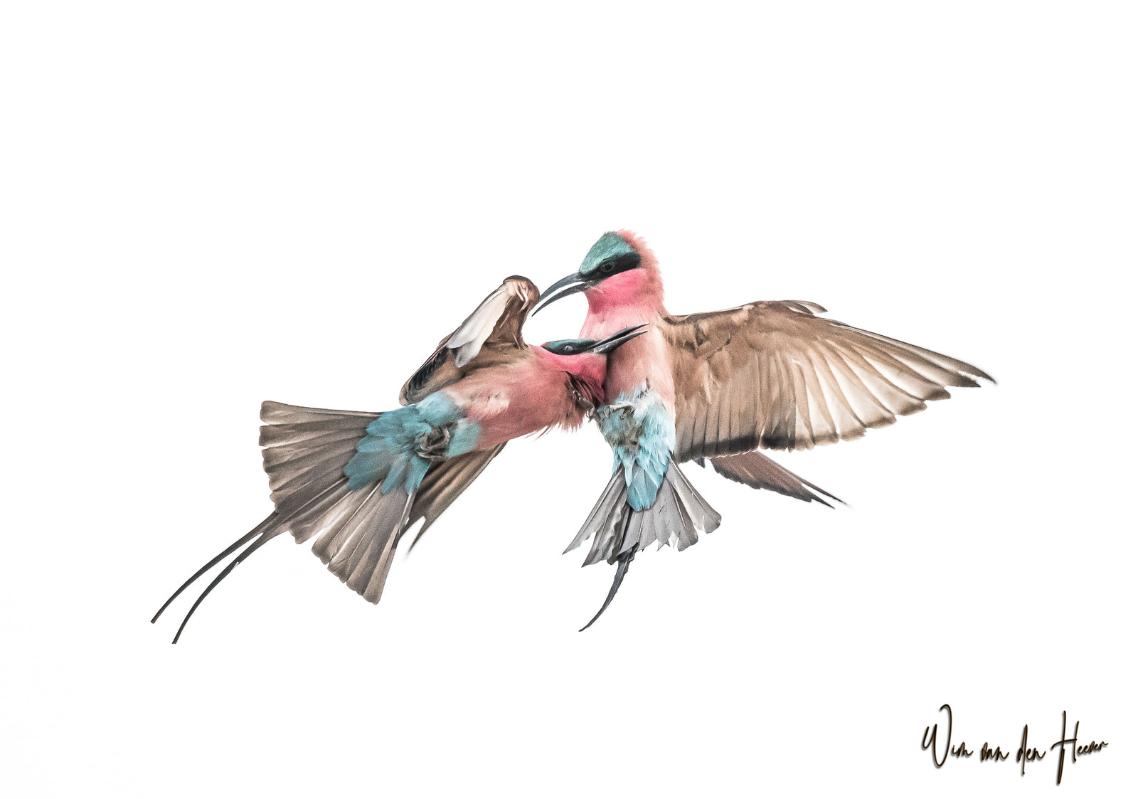 Southern Carmine Bee-eaters in Flight — No. 0259