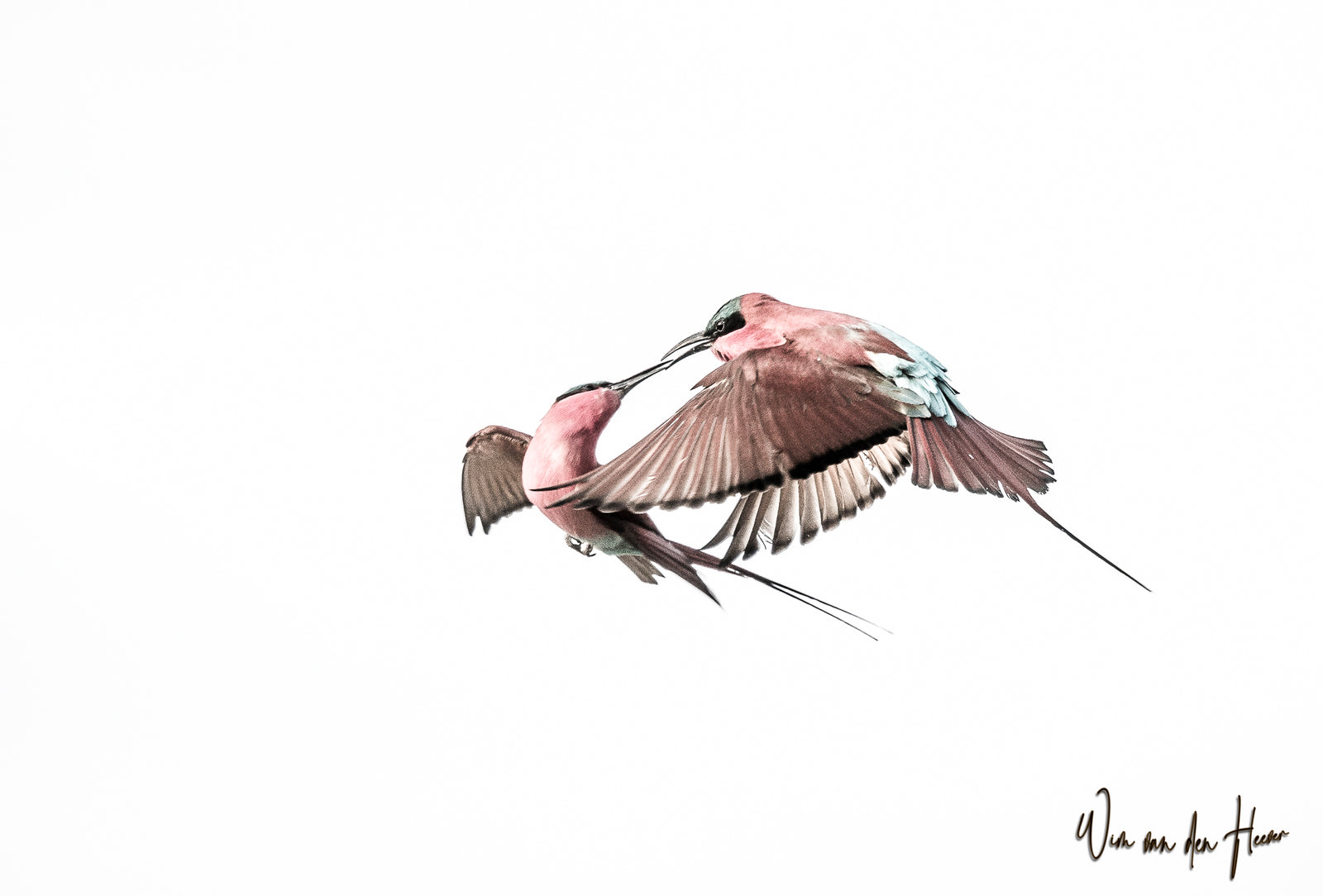 Southern Carmine Bee-eaters in Flight — No. 1210