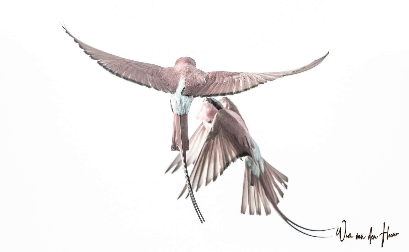Southern Carmine Bee-eaters in Flight by Wim van den Heever
