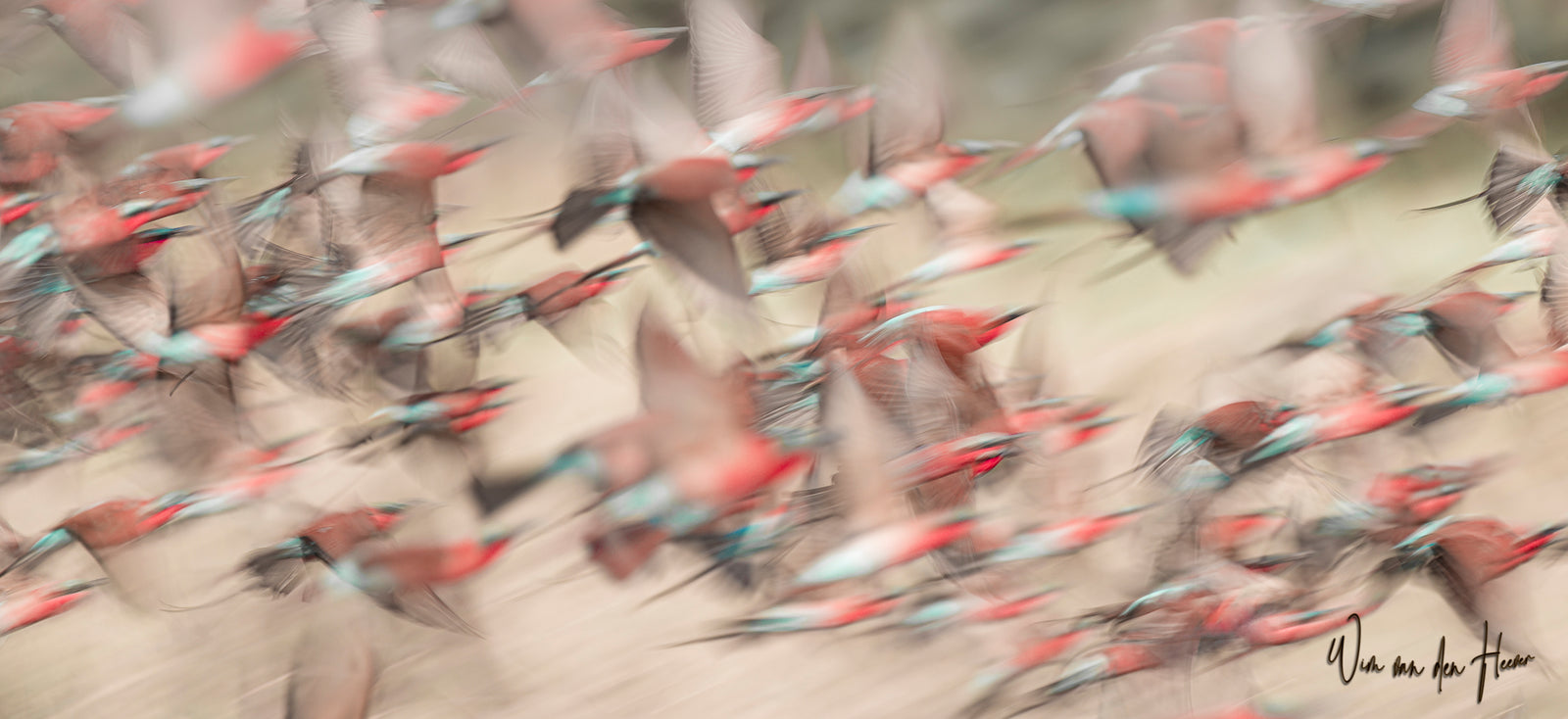 Southern Carmine Bee-eaters in Flight — No. 1877