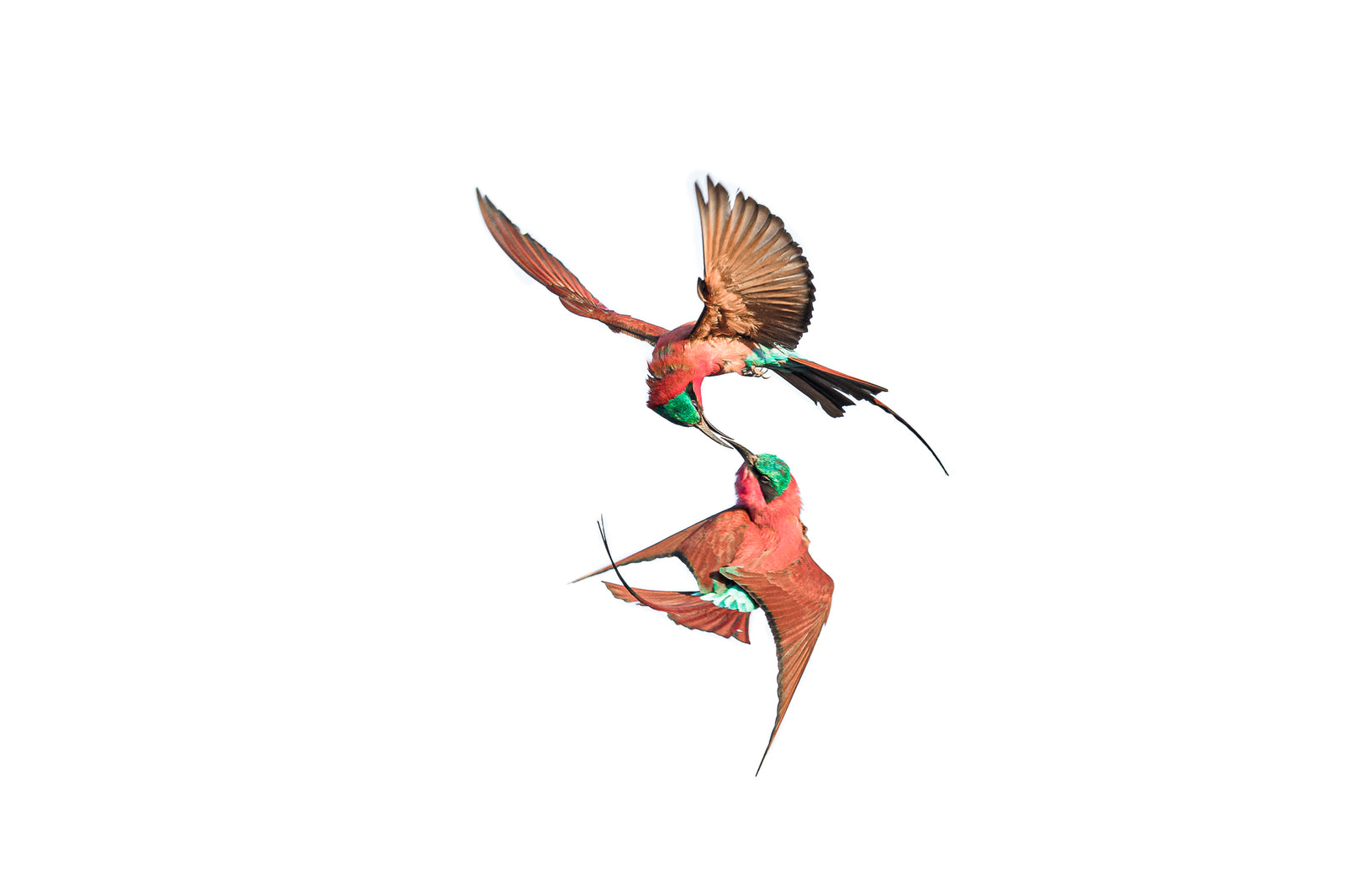 Southern Carmine Bee-eaters in Flight — No. 8499