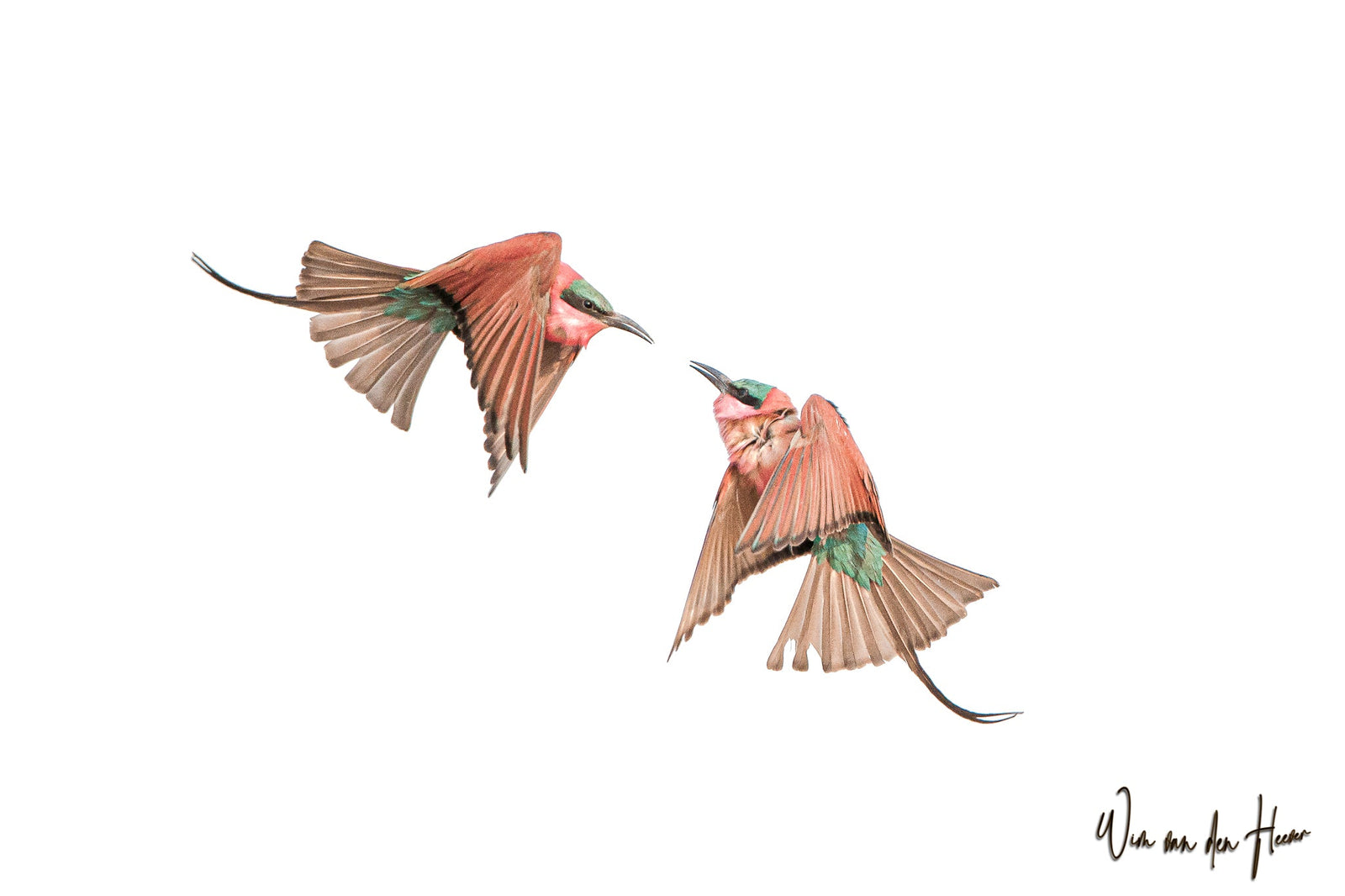 Southern Carmine Bee-eaters in Flight by Wim van den Heever