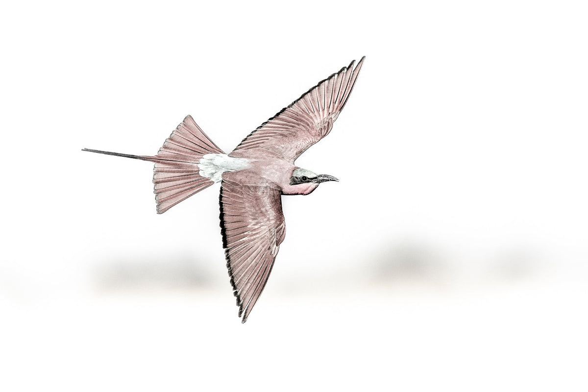 Southern Carmine Bee-eaters in Flight by Wim van den Heever