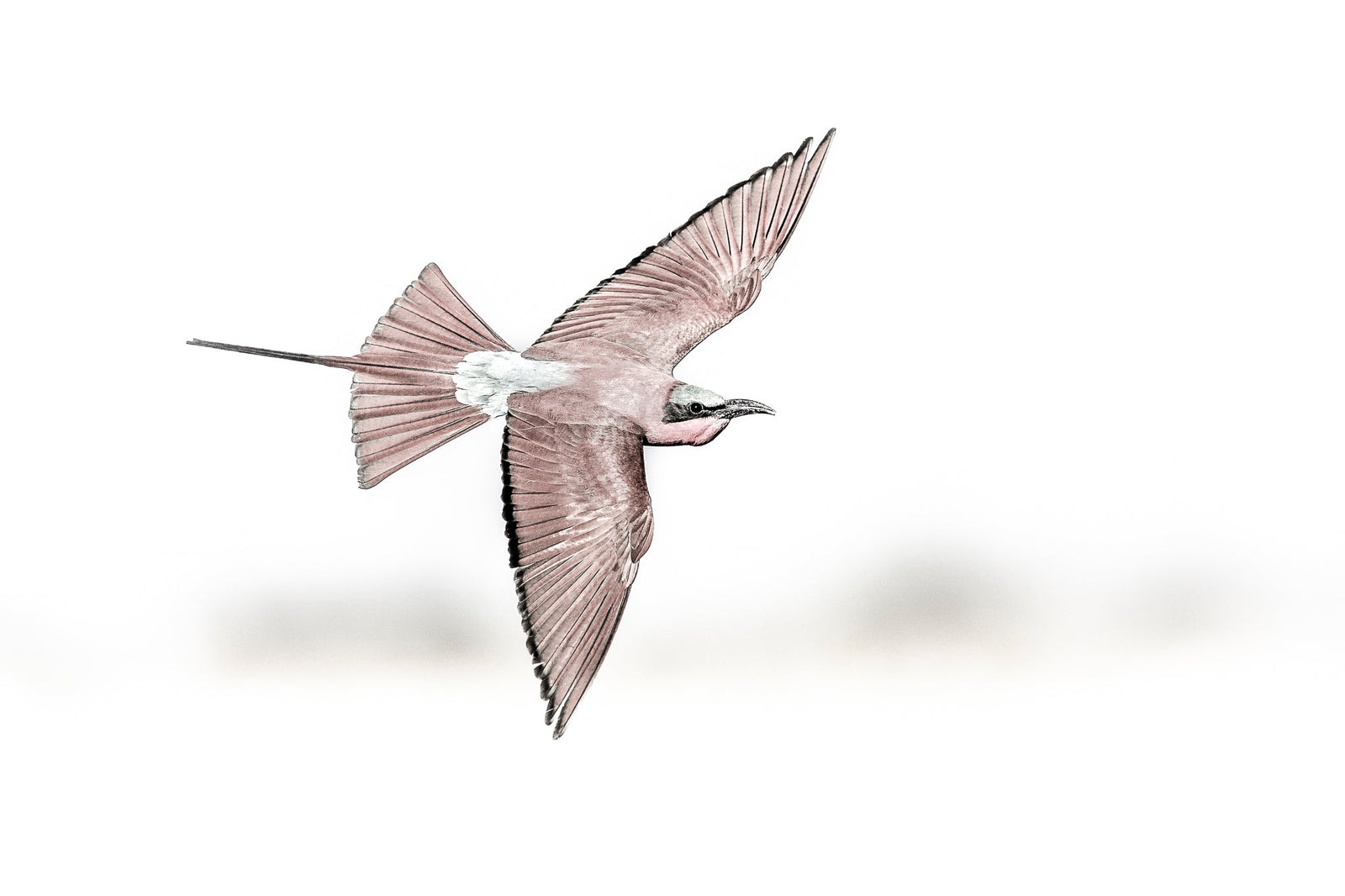 Southern Carmine Bee-eaters in Flight by Wim van den Heever