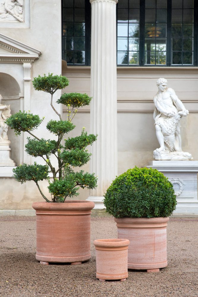Cilantro Terracotta Pots