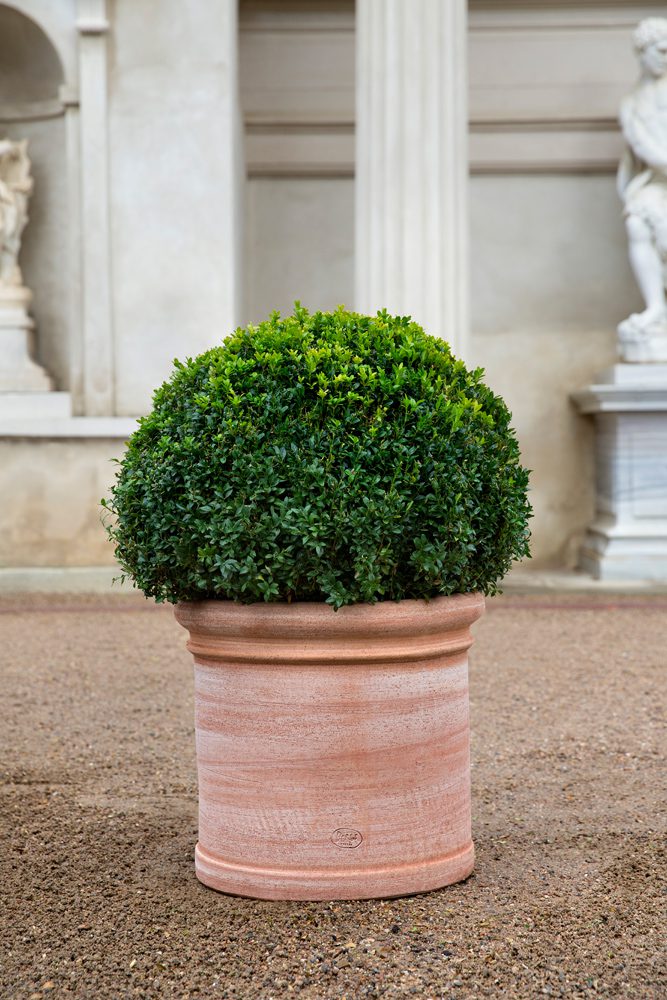 Cilantro Terracotta Pots