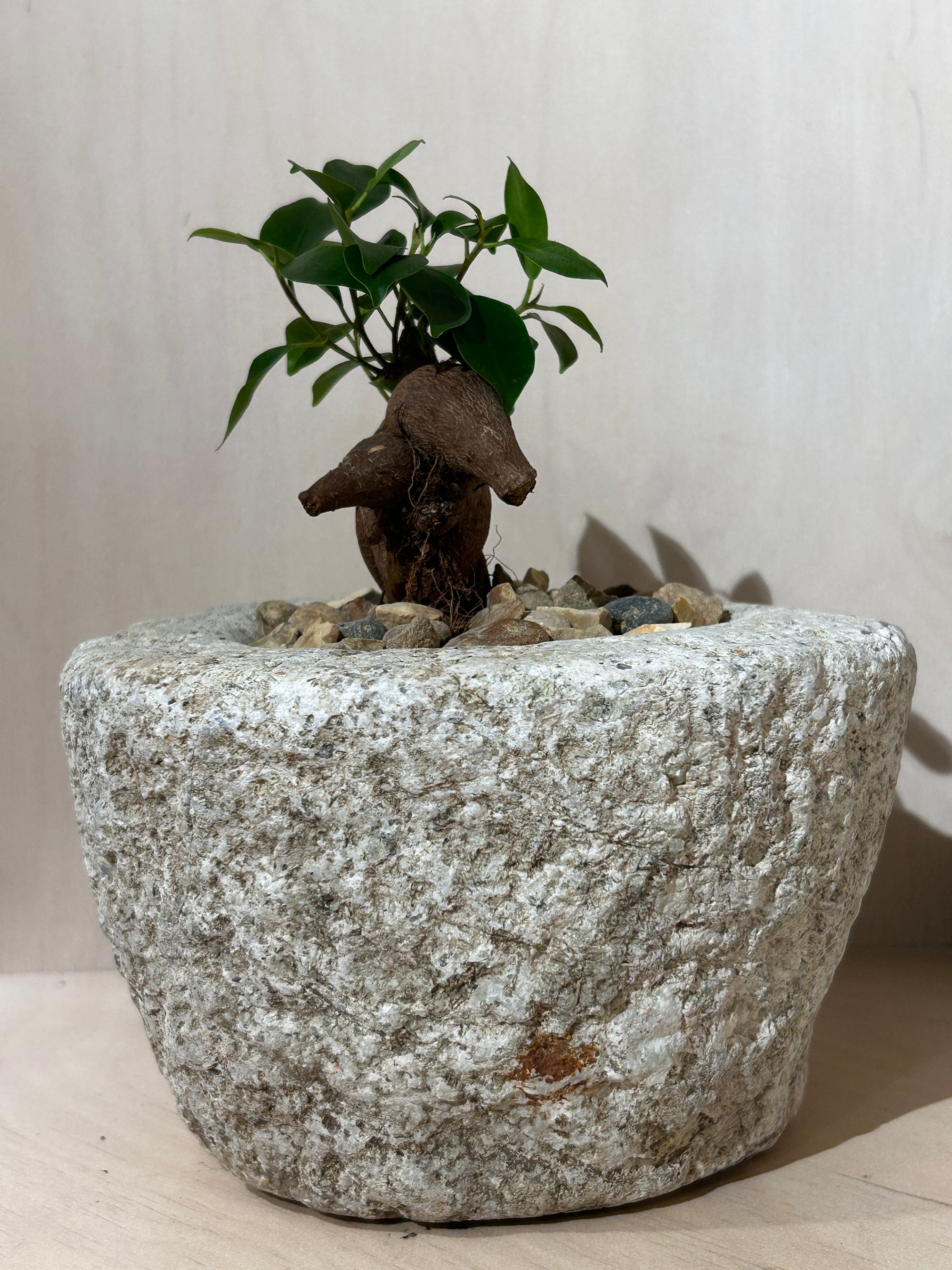 Antique Stone Mortar with Ficus Ginseng bonsai (01)