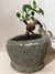 Antique Stone Mortar with Ficus Ginseng bonsai (04)