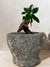Antique Stone Mortar with Ficus Ginseng bonsai (02)