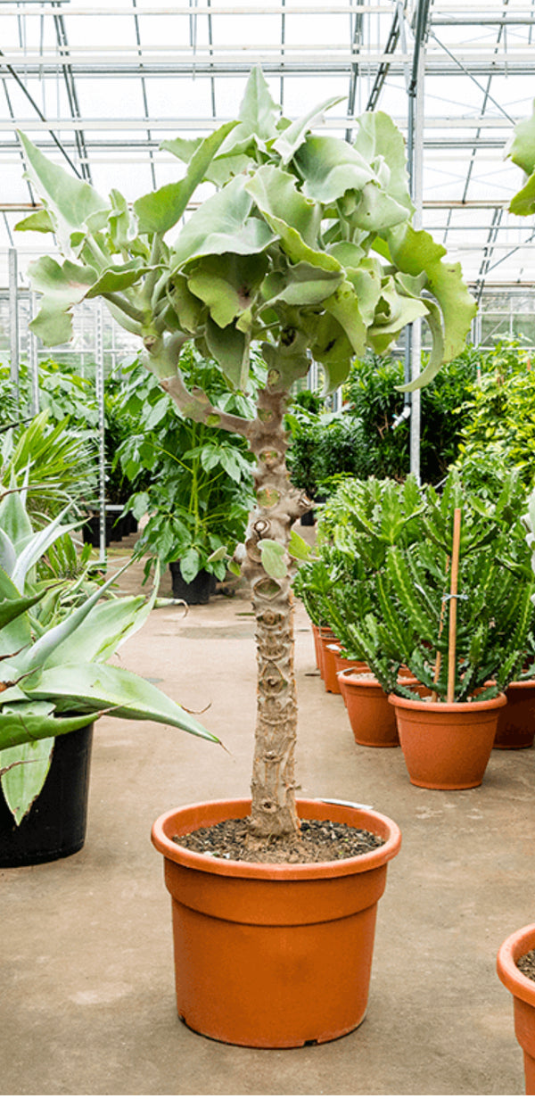 kalanchoe beharensis succulent Kalanchoe beharensis tree