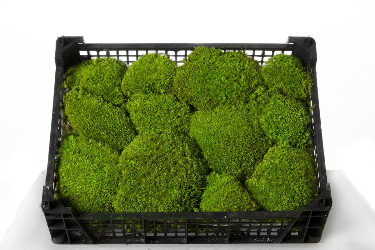 Expertly crafted through a unique preparation process, this natural moss remains soft, vibrant, and entirely maintenance-free, bringing effortless greenery to your space