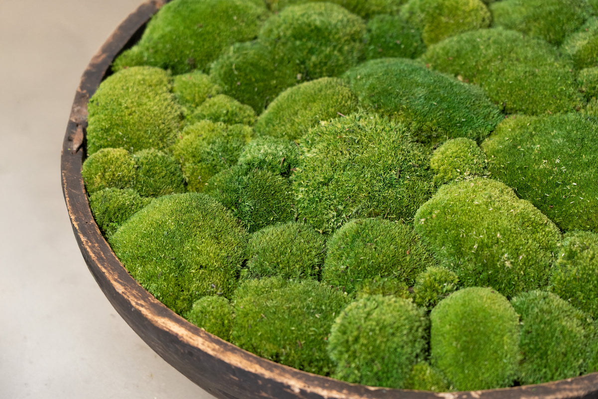 Vintage Wooden Bowl with moss FR59