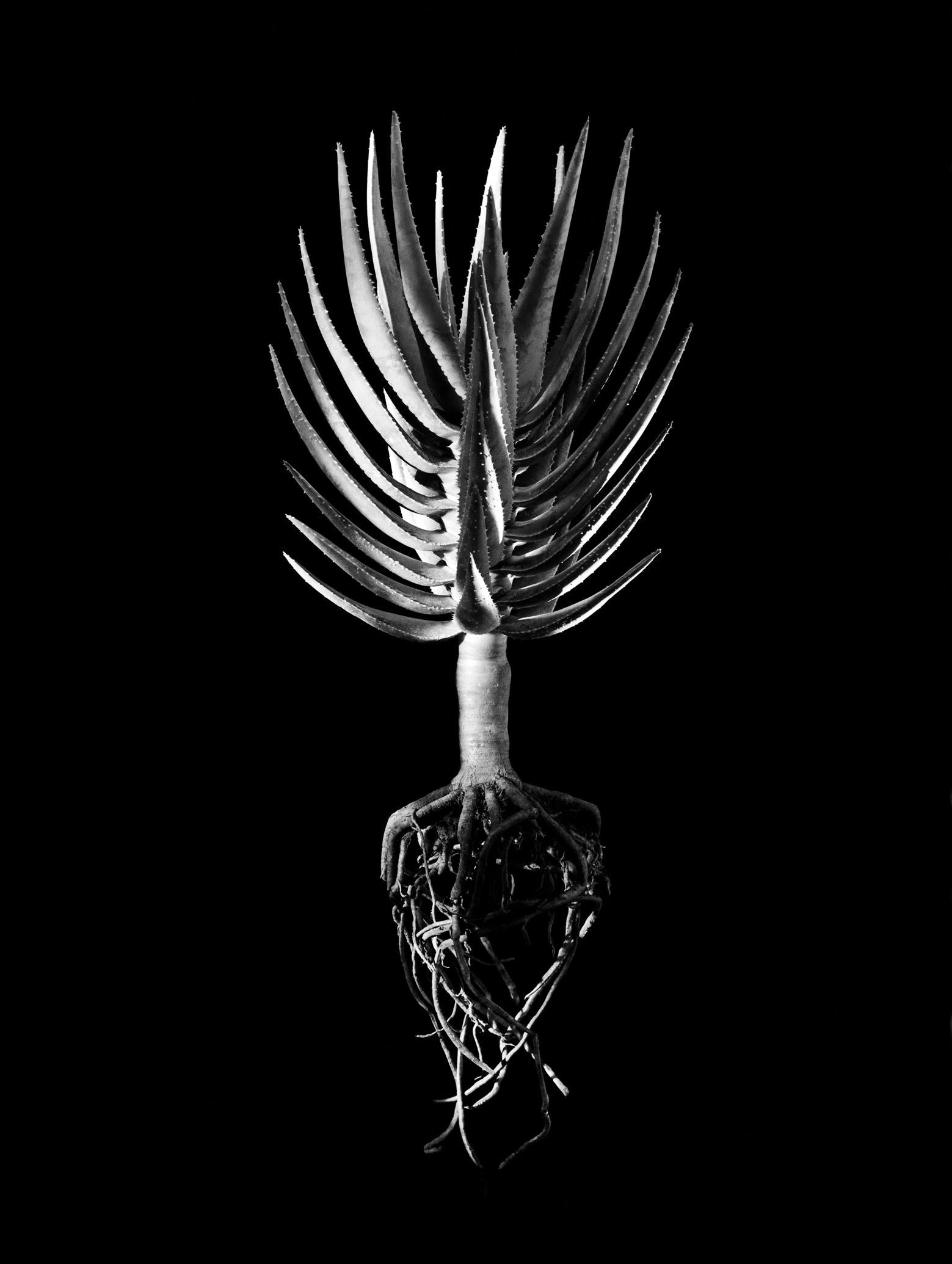 David Ballam - Aloe 03