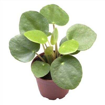 Pilea Peperomioides