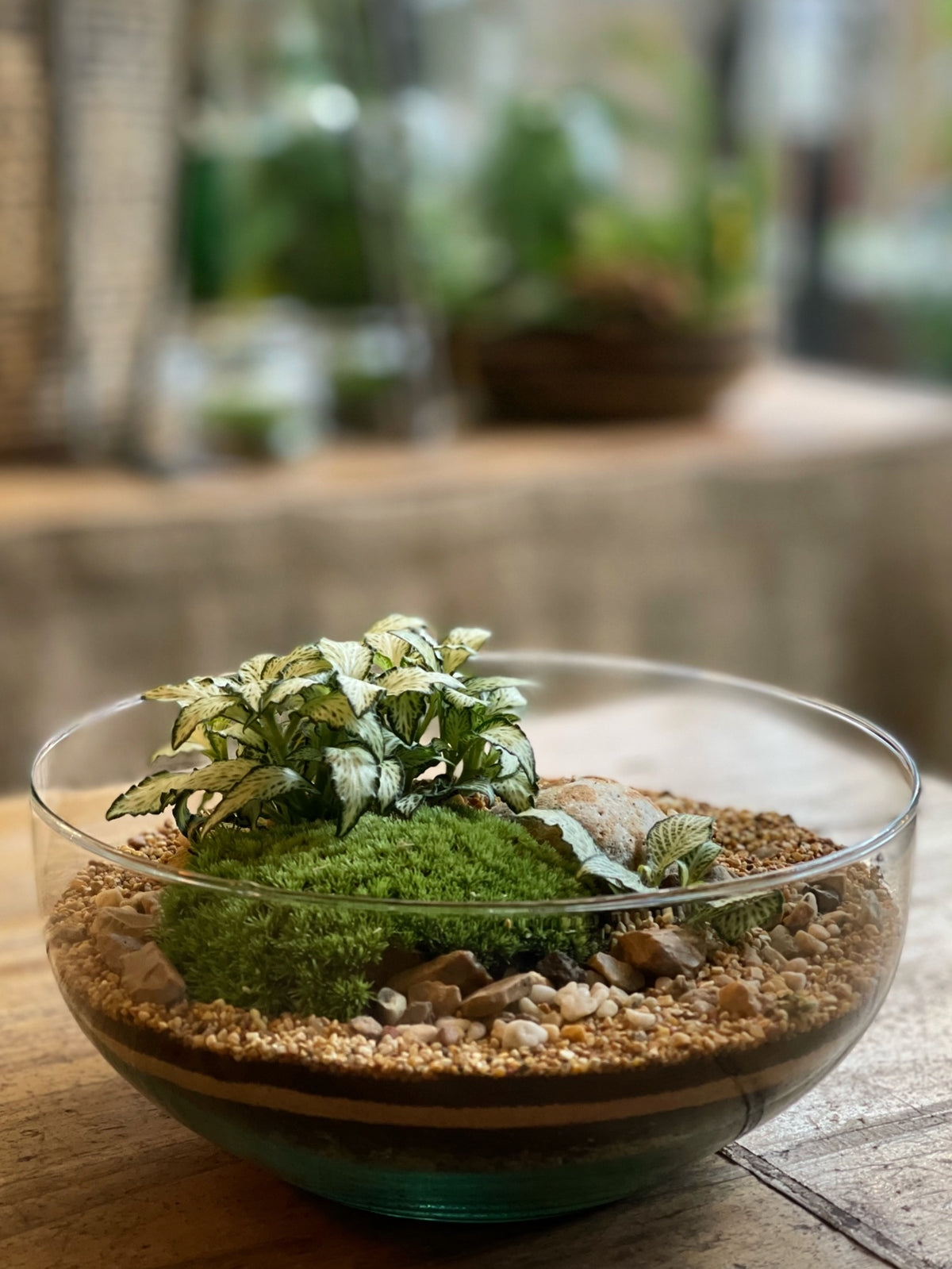 Globe Terrarium Kit 19.5cm x 19.5cm