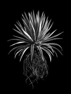 He gained his Fine Art Degree with Honours in photography in 2004, and after several years working in commercial photography returned his focus to his fine art roots