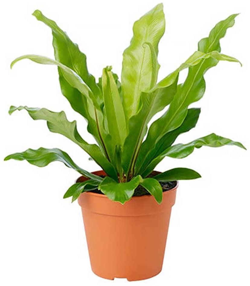 Birds Nest Fern