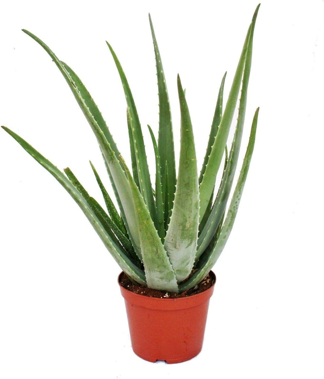 aloe vera plant light green Aloe vera - Light Green