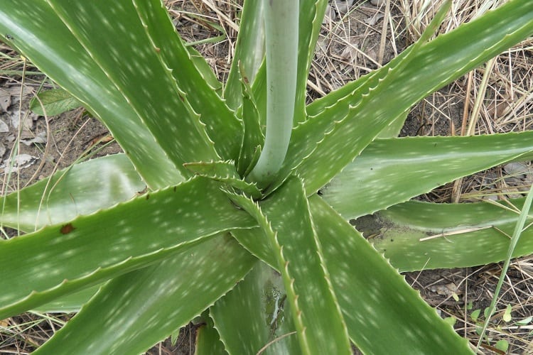 Aloe Vera