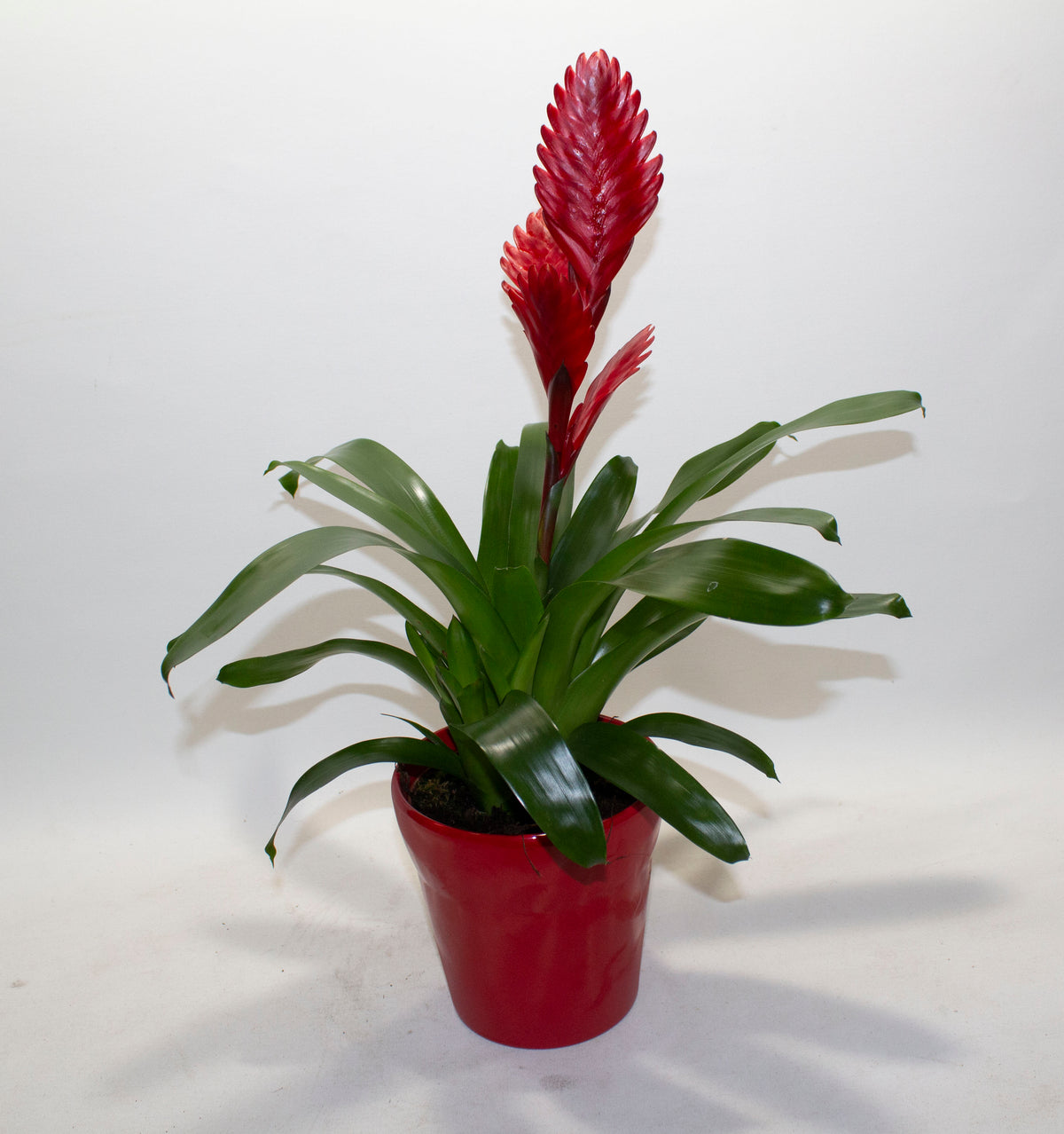 Bromeliad