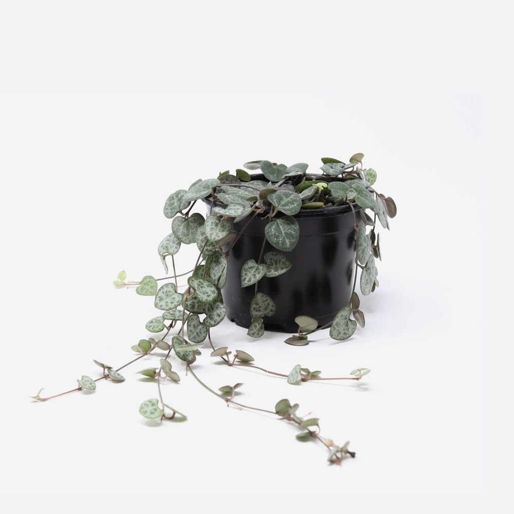 Ceropegia Woodii - String of hearts