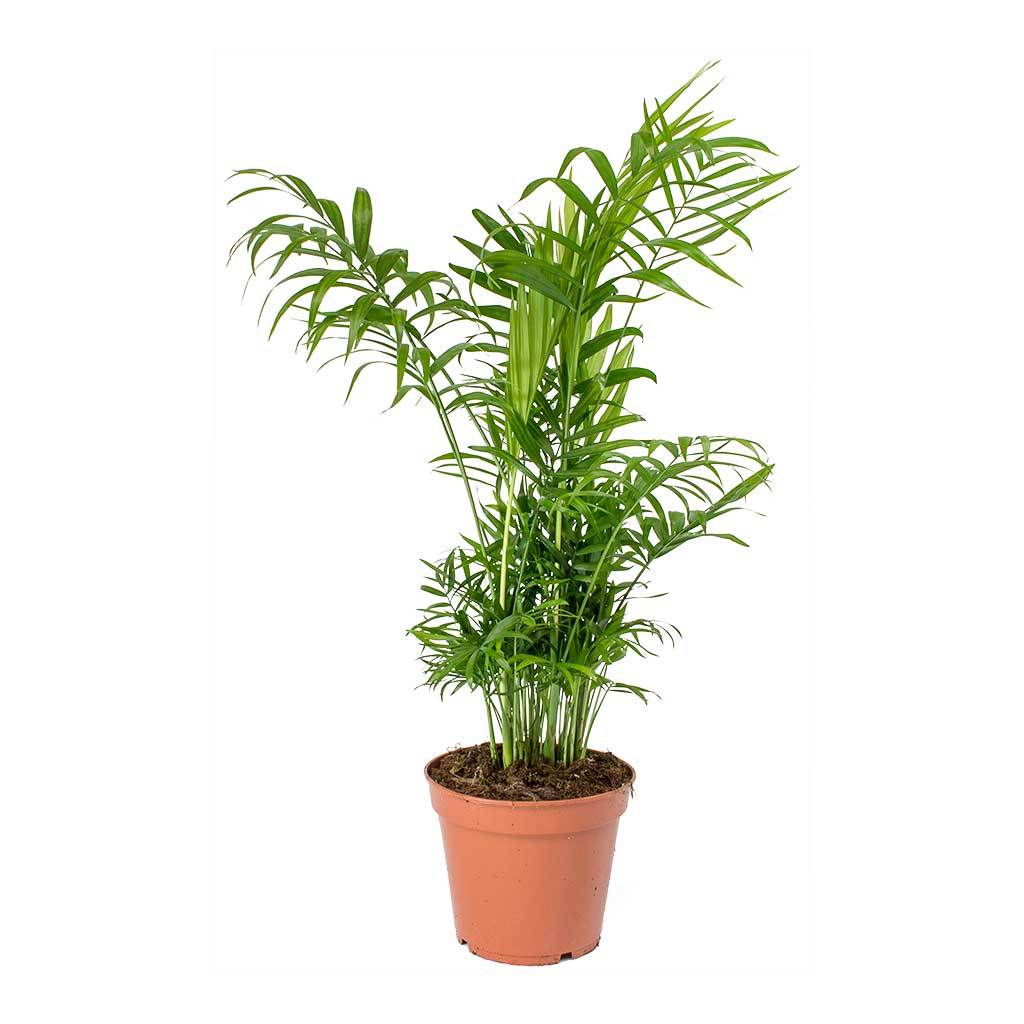 Parlour Palm