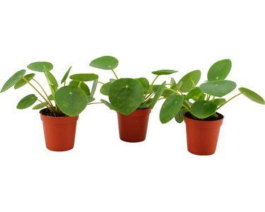 Pilea Peperomioides