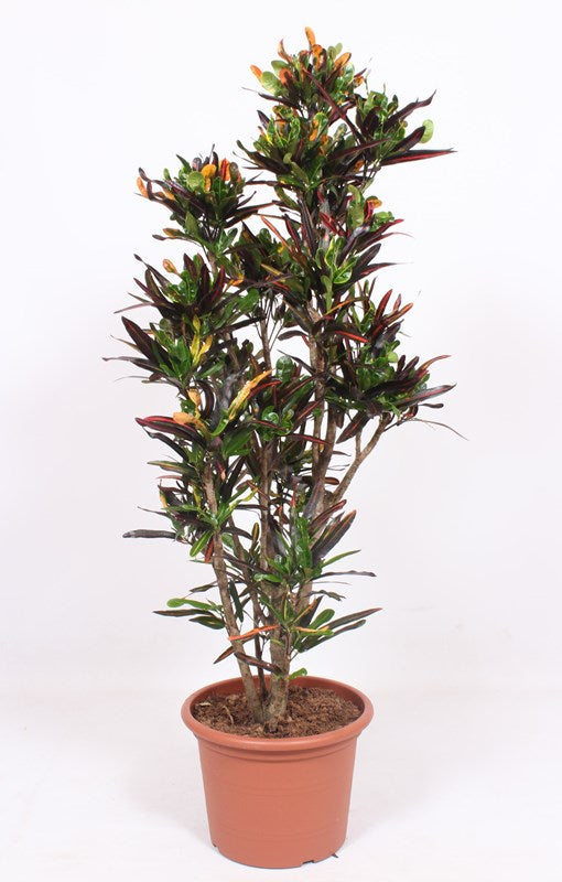 croton mammy poisonous Croton Mammi 140cmH x 30cmD