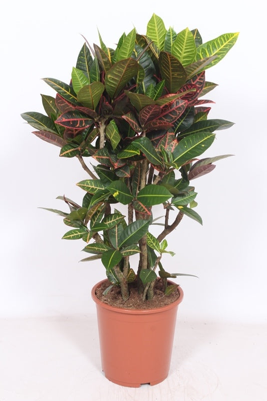 Croton Iceton 160cmH x 40cmD