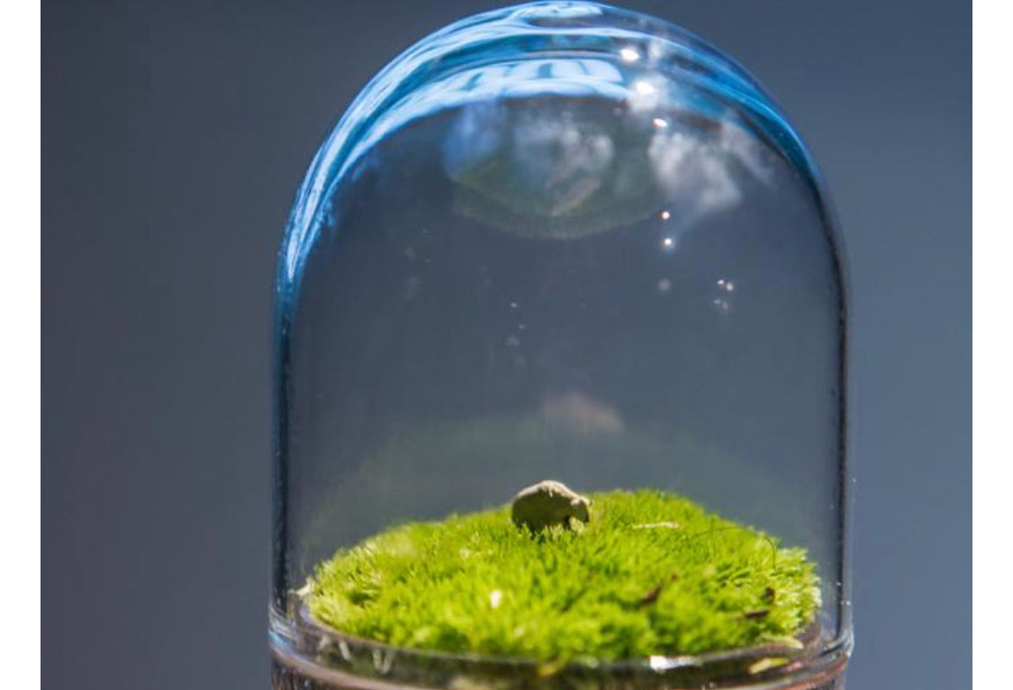 Terrarium Figure - Sheep